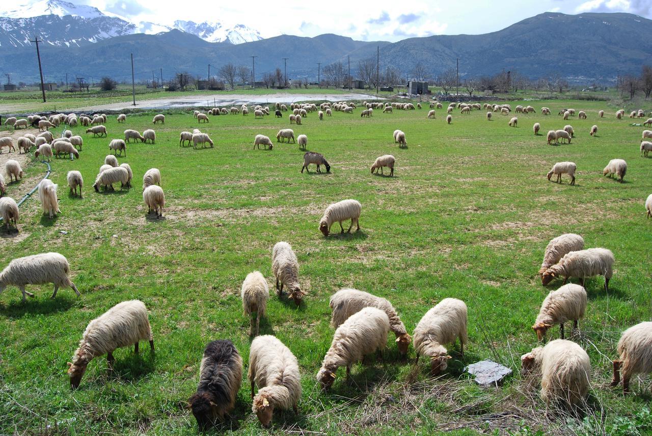 Milatos Village Cretan Agrotourism Hotel Eksteriør billede